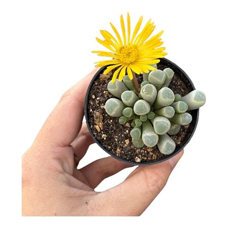 Suculenta Rara Fenestraria Rhopalophylla(dedinho de et)
