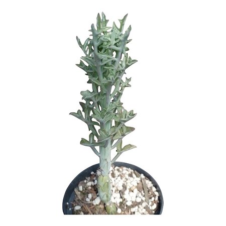 Planta Suculenta KLEINIA ARTICULATUS