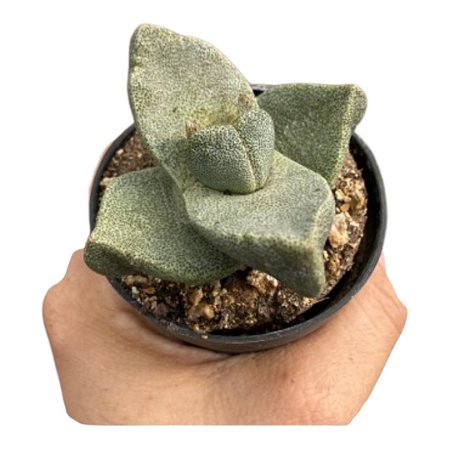 Suculenta exótica rara Pleiospilos Bolusii