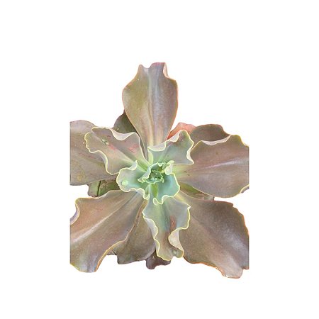 Planta Suculenta Gibiflora BG56
