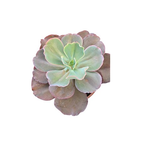 Planta Suculenta Gibiflora BG55