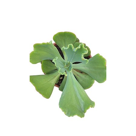 Planta Suculenta Gibiflora BG58