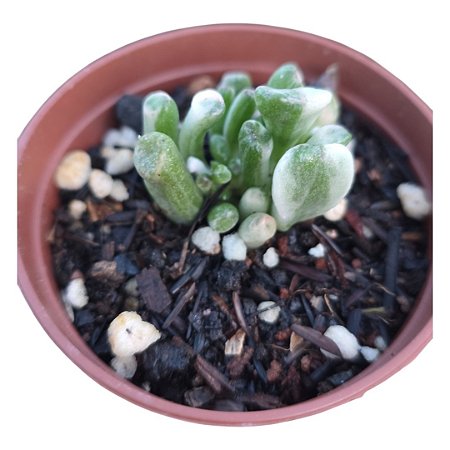Suculenta Orelha de shrek Variegata (pequeno)