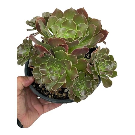 Planta Suculenta Aeonium 'Arboreum Arboreta"