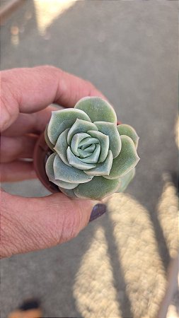Suculenta Graptoveria Lovely Rose(pequena)