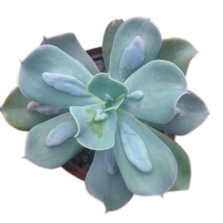 Suculenta Echeveria Carunculata pote 11