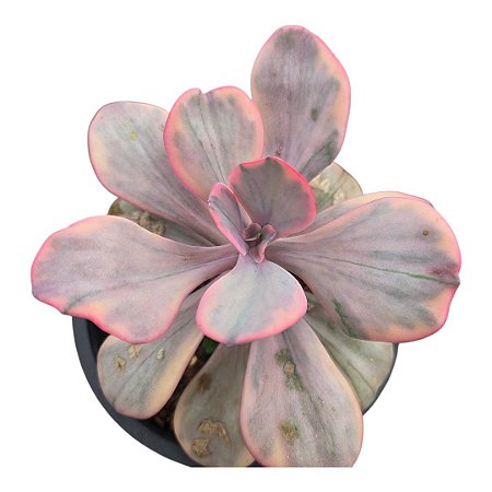 Planta Suculenta Echeveria Angel Wings"coleção"