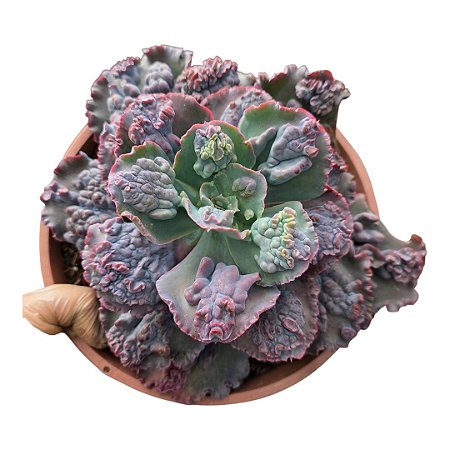 Planta Suculenta Gibiflora BG62