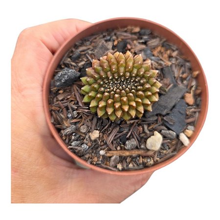Cacto Gymnocalicium Inermis Cristata pote 9 "Coleção "