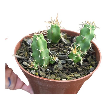 Cacto Rabo de Cão, Echinocereus Pentalophus