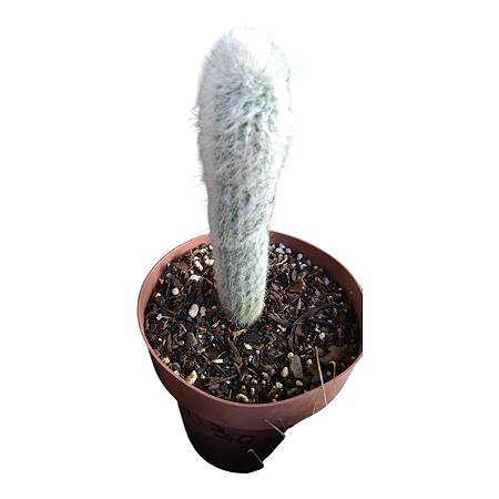 Cacto Cabeça De Velho Ou Cacto Cleistocactus Strausii Pt 15