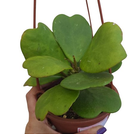 Planta flor de cera hoya kerrii coração cuia 13