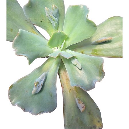 Planta Suculenta Gibiflora Carunculata Corte Sem raiz