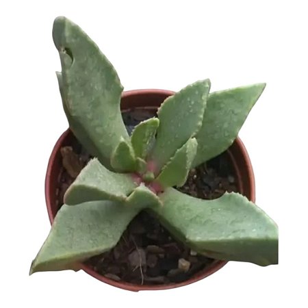Odontophorus Nanus Flor Amarela - Suculenta