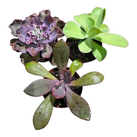 Kit Suculentas Hibridas Gigantes  3 GIBBIFLORAS