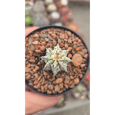 Cacto Astrophytum Myriostigma "Coleção "