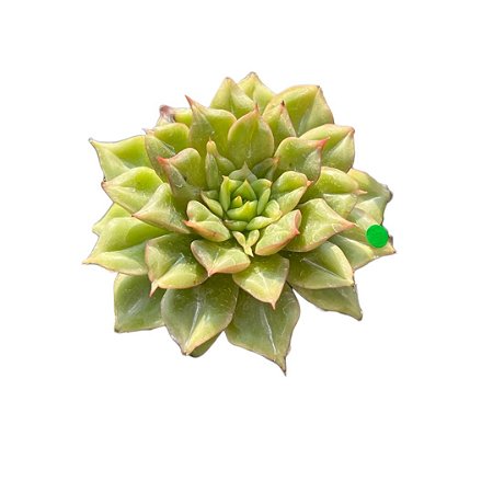 SUCULENTA ECHEVERIA TESLA(COREIA)(CORTE)
