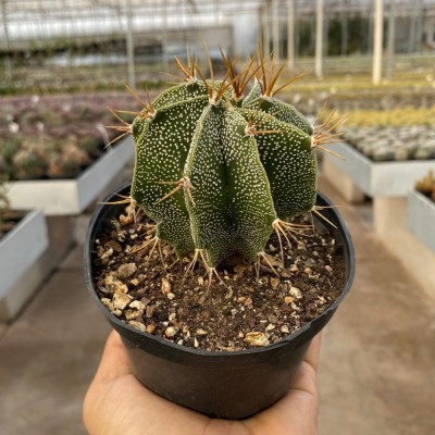 Cacto Astrophytum Ornatum Pote 11 - Super Colecionavel