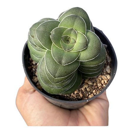 Planta Suculenta Crassula Hemisferica pote 9