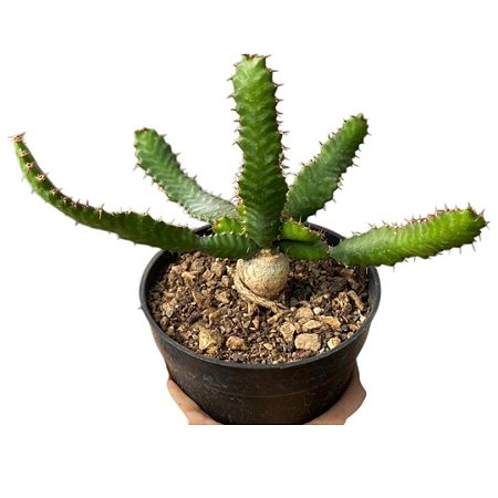 EUPHORBIA STELLATA PT 09 (Pequena)