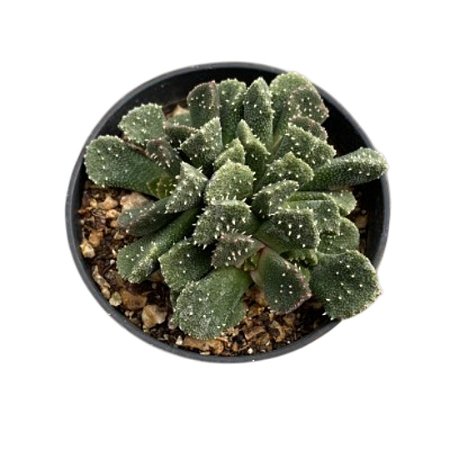 ALOINOPSIS SETIFERA PT 07