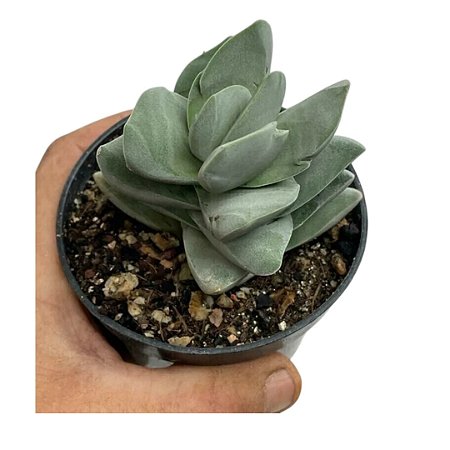 CRASSULA IVORY TOWER PT 09