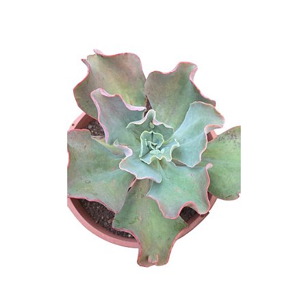 Planta Suculenta Gibiflora BG86