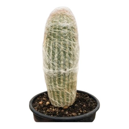 Cacto ESPOSTOA Nana pt 14 cm (+12 cm)