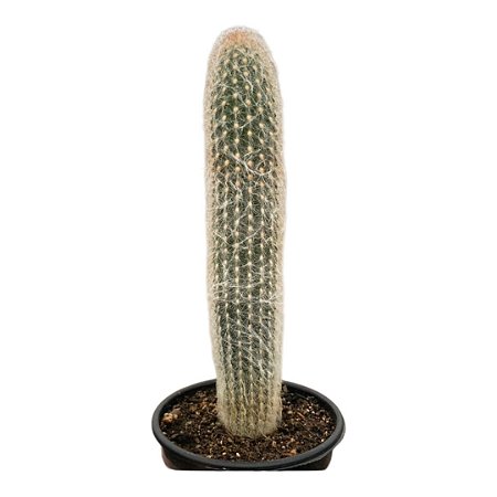 Cacto ESPOSTOA SP NOVA BELLA  pt 14 cm (+12 cm)