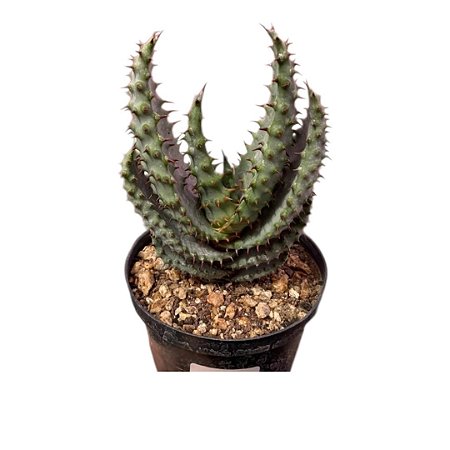 SUCULENTA ALOE MARLOTHII PT 14 cm ou ALOE DAS MONTANHAS