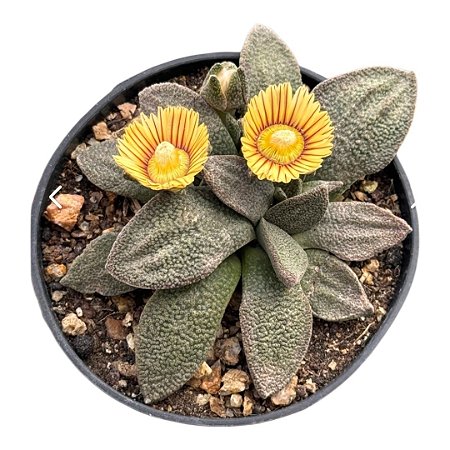 ALOINOPSIS RUBROLINEATA PT 09(caudex)(pequena)