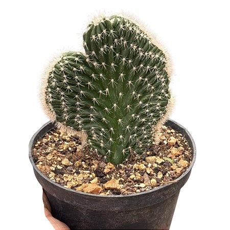 PLANTA CACTO CLEISTOCACTUS CRISTATA (RABO DE SEREIA) PT 11