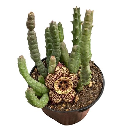 PLANTA STAPELIA ORBEA VARIEGATA PT 11 (FLOR TIGRADA)