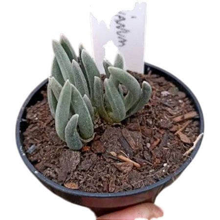 SUCULENTA DELOSPERMA HARAZIANUM PT 09