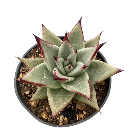 SUCULENTA ECHEVERIA AGAVOIDES PRESITA EBONY PT 09