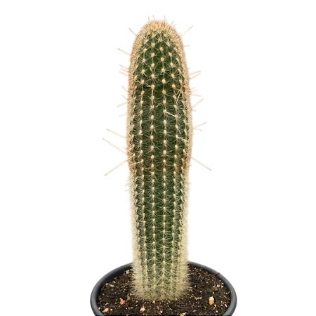 Cacto Espostoa Mirabilis Primogena pt 14 cm (+12 cm)