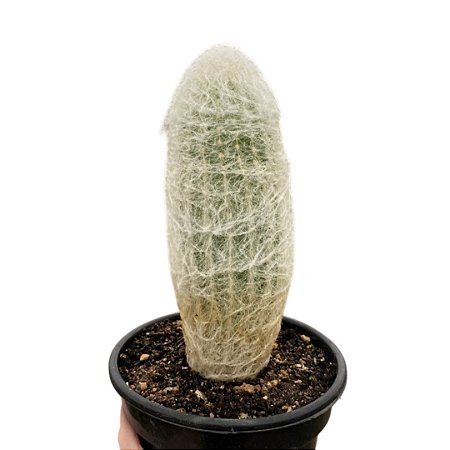 Cacto Espostoa Melanostele v. inermis pt 14 cm (+12 cm)