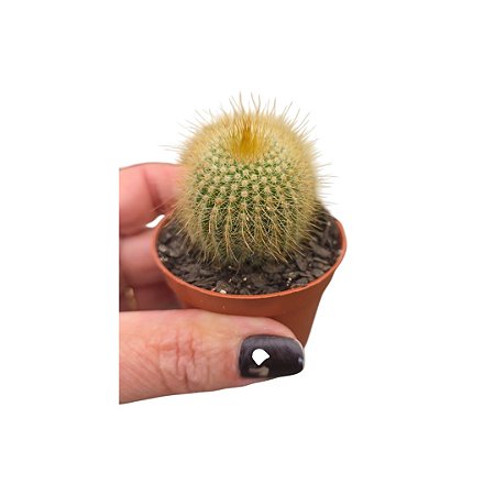 Cactos Eriocactus Leninghausii pote 6 cm (pequeno)