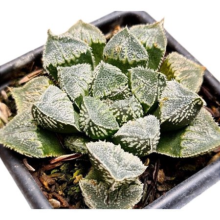 Suculenta Haworthia Korizato "Coleção"pt 11 importada