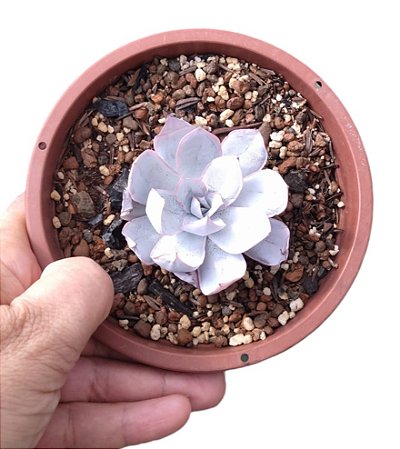 SUCULENTA ECHEVERIA CANTE