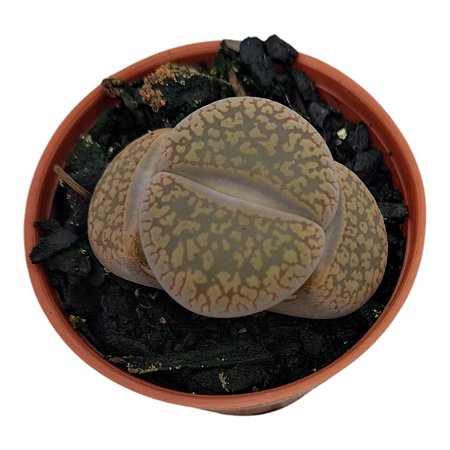 Pedra Viva- Lithops pote 7