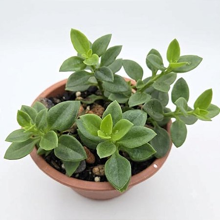 Suculenta Rosinha do Sol ou Aptenia cordifolia cuia 13