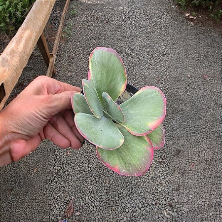 Suculenta Kalanchoe Fantastic,Orelha De Elefante Variegata