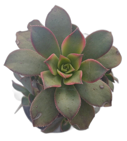 Planta Suculenta Aeonium Kiwi