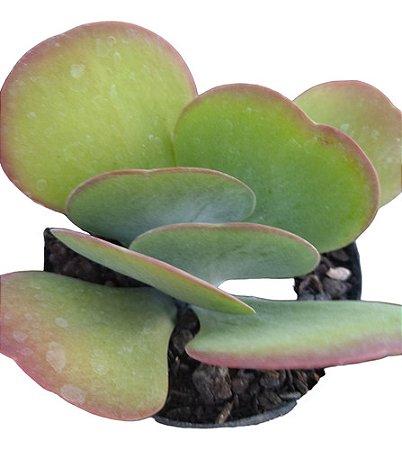 Suculenta Kalachoe Thyrsiflora Ou Orelha De Elefante Vaso 11