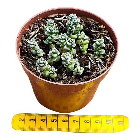 Suculenta Crassula Corallina pote 9