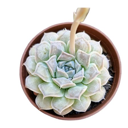 Planta Suculenta Echeveria Hiarium pt 9