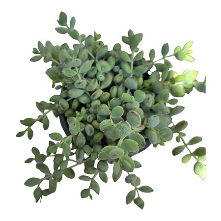 Planta Suculenta Cotyledon Pendens Cuia 13
