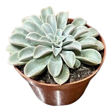 Planta Suculenta Echeveria Fantastic Fountain pote 9 cm