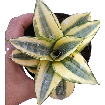 Sansevieria Hahnii Golden/mini Espadinha Variegata Pote 11